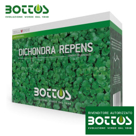 Dichondra Repens - 1 kg de graines de gazon