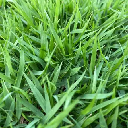 SUPER Pradera Prato Erboso - 1