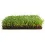 CLASSIC lawn Prato Erboso - 4