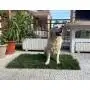 GreenZolla - Ecological litter made from real grass Prato Erboso - 8