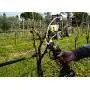 WG330E - Forbice per potatura taglio 22 mm