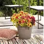 Save pot - 38 cm round camel pot - Deroma