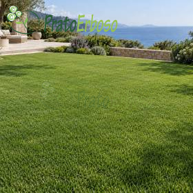 Prato MARINO verde in giardino costiero con vista mare e paesaggio mediterraneo