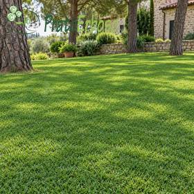 Rustic lawn with lush green grass under trees beside a stone country house