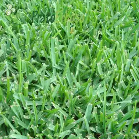 Lëndinë fshatar Prato Erboso - 1