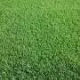 SPORT Rasen