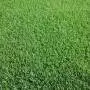 SPORTS Lawn Prato Erboso - 1