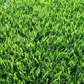 Pradera SICILIA Prato Erboso - 1