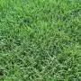Pradera GEORGIA