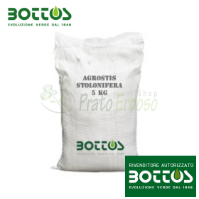 Semințe de gazon Agrostide Stolonifera Alpha - 1 kg